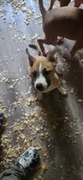Cookie , a female American Staffordshire Terrier and American Pit Bull Terrier for sale in Riverdale, GA – 4 of 5