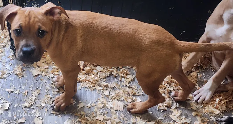 Tiny – American Staffordshire Terrier, American Pit Bull Terrier puppy for sale in Riverdale, GA