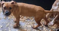 Tiny, a female American Staffordshire Terrier and American Pit Bull Terrier for sale in Riverdale, GA – 1 of 2