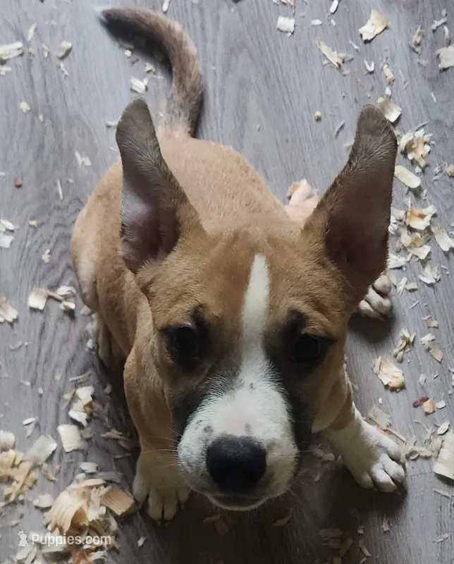 Cookie  – American Staffordshire Terrier, American Pit Bull Terrier puppy for sale in Riverdale, GA