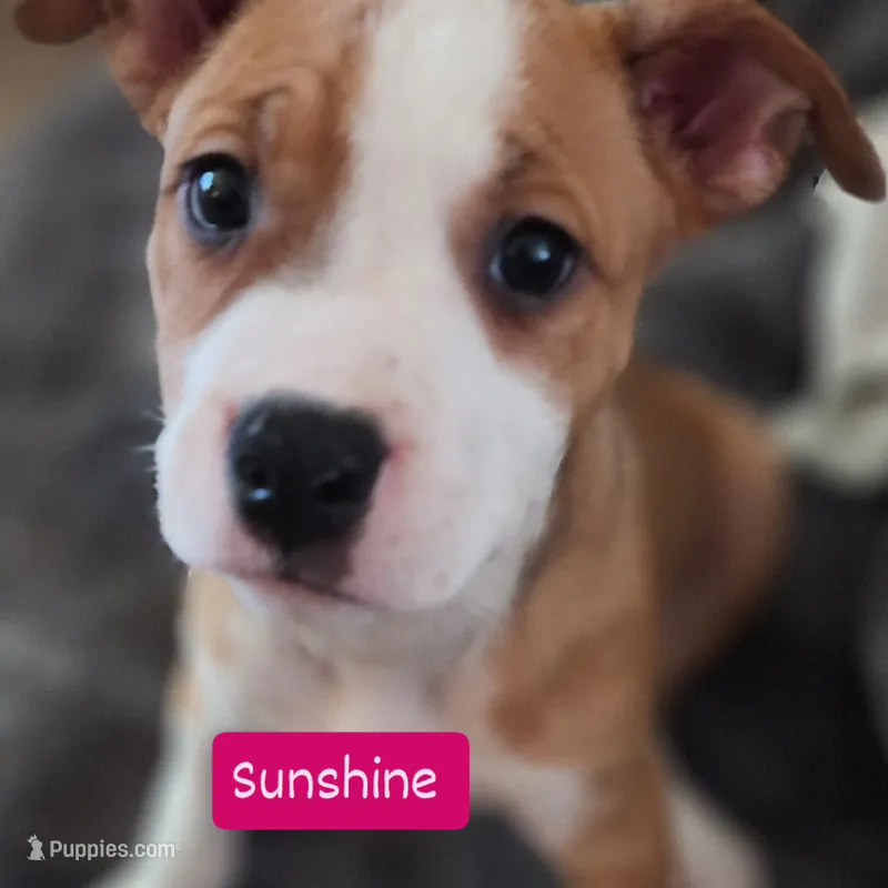 Sunshine – American Pit Bull Terrier puppy for sale in Riverdale, GA