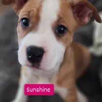 Sunshine, a female American Pit Bull Terrier for sale in Riverdale, GA – 1 of 1