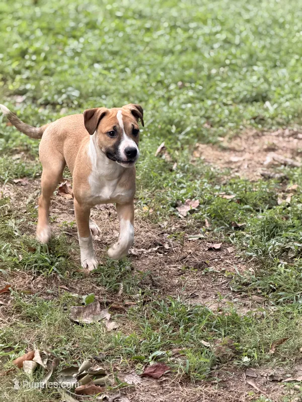 Brookie – American Staffordshire Terrier, American Pit Bull Terrier puppy for sale in Riverdale, GA