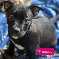 Princess , a female American Pit Bull Terrier for sale in Riverdale, GA – 1 of 1
