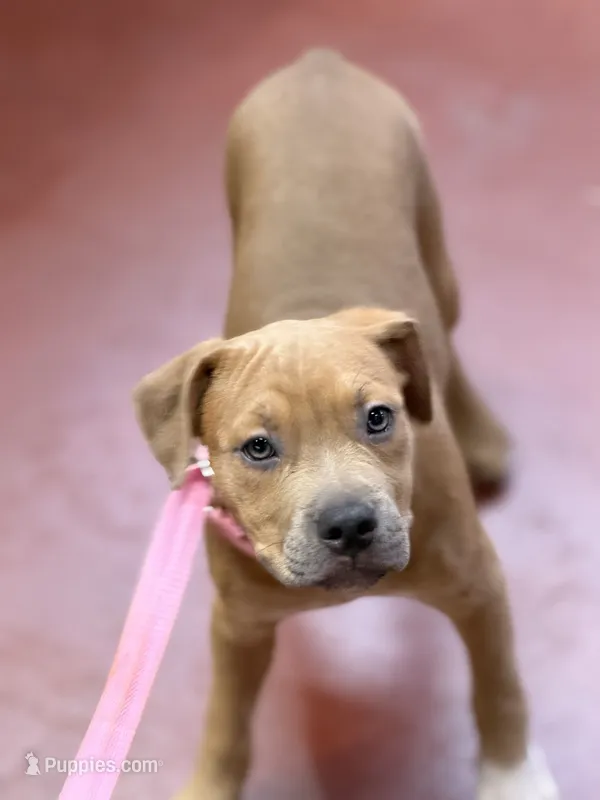 Twin – American Staffordshire Terrier, American Pit Bull Terrier puppy for sale in Riverdale, GA