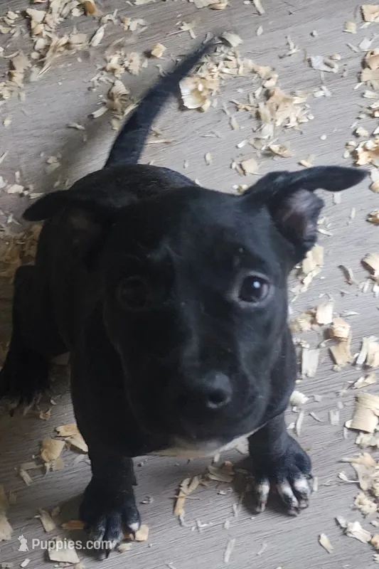 Princess  – American Staffordshire Terrier, American Pit Bull Terrier puppy for sale in Riverdale, GA