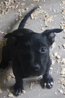 Princess , a female American Staffordshire Terrier and American Pit Bull Terrier for sale in Riverdale, GA – 1 of 3