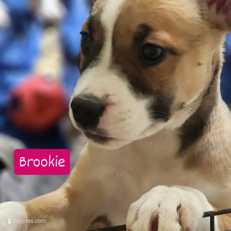 Brookie – American Pit Bull Terrier puppy for sale in Riverdale, GA