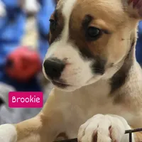 Brookie, a female American Pit Bull Terrier for sale in Riverdale, GA – 1 of 1