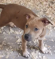 Twin, a female American Staffordshire Terrier and American Pit Bull Terrier for sale in Riverdale, GA – 2 of 3