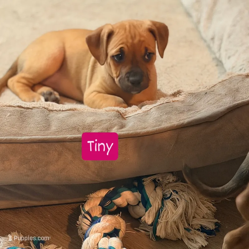 Tiny – American Pit Bull Terrier puppy for sale in Riverdale, GA