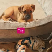 Tiny, a female American Pit Bull Terrier for sale in Riverdale, GA – 1 of 1