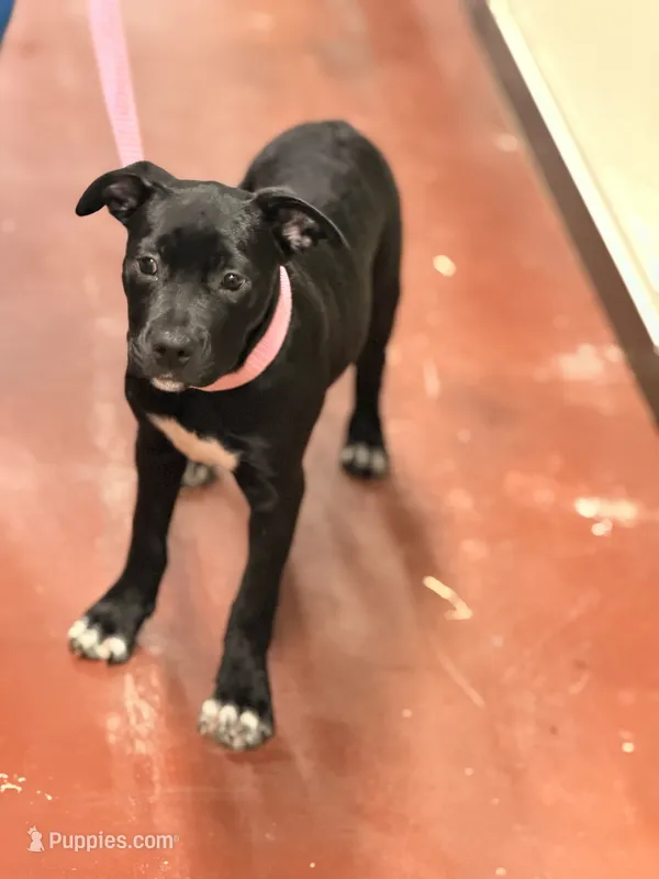 Princess  – American Staffordshire Terrier, American Pit Bull Terrier puppy for sale in Riverdale, GA