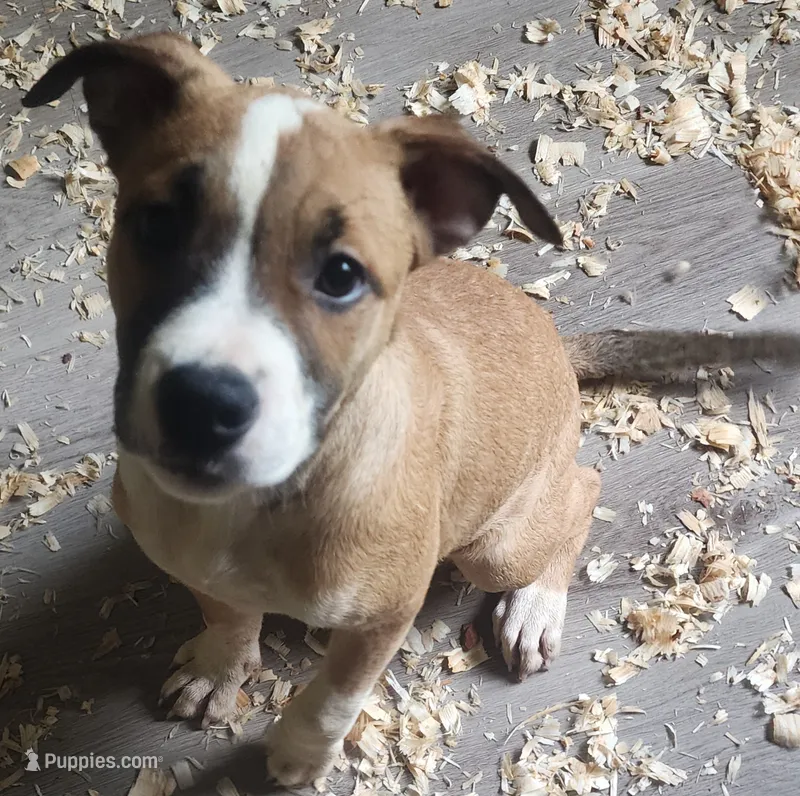 Brookie – American Staffordshire Terrier, American Pit Bull Terrier puppy for sale in Riverdale, GA
