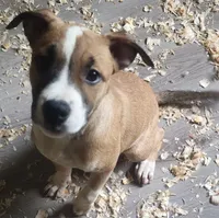 Brookie, a female American Staffordshire Terrier and American Pit Bull Terrier for sale in Riverdale, GA – 1 of 3