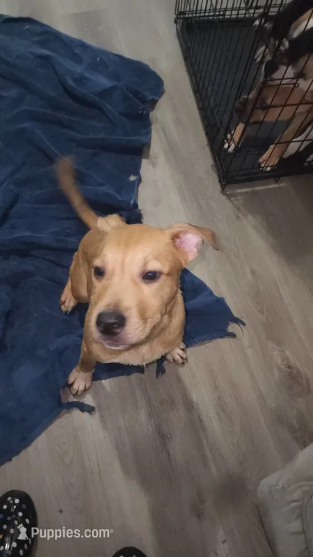Bear – American Staffordshire Terrier, American Pit Bull Terrier puppy for sale in Riverdale, GA