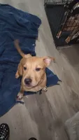 Bear, a male American Staffordshire Terrier and American Pit Bull Terrier for sale in Riverdale, GA – 1 of 4