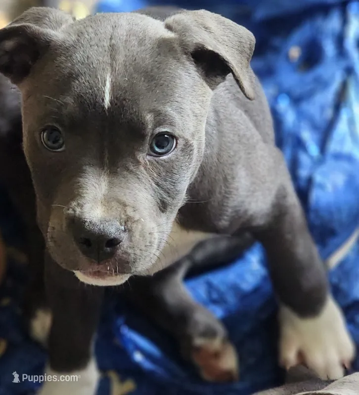 Sapphire  – American Pit Bull Terrier puppy for sale in Riverdale, GA
