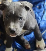 Sapphire , a female American Pit Bull Terrier for sale in Riverdale, GA – 1 of 1