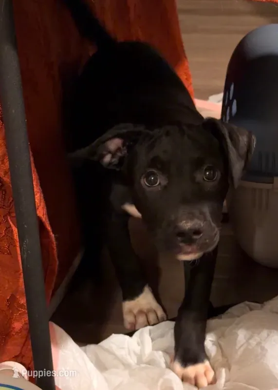 Prince – American Pit Bull Terrier puppy for sale in Riverdale, GA