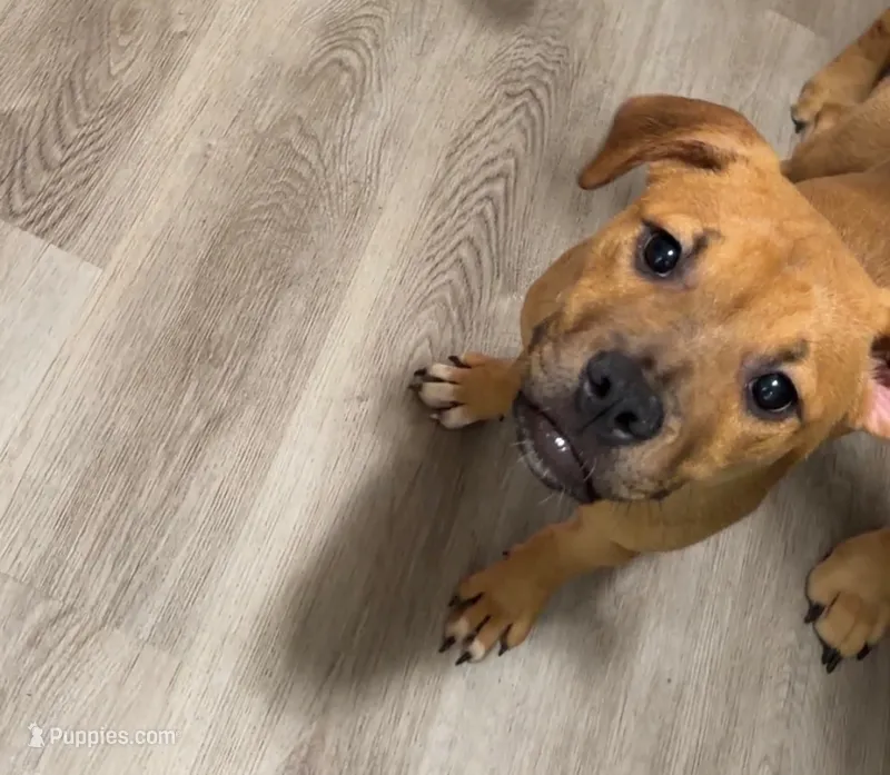 Tiny – American Staffordshire Terrier, American Pit Bull Terrier puppy for sale in Riverdale, GA