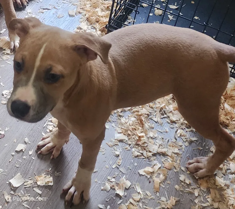 Zena – American Staffordshire Terrier, American Pit Bull Terrier puppy for sale in Riverdale, GA