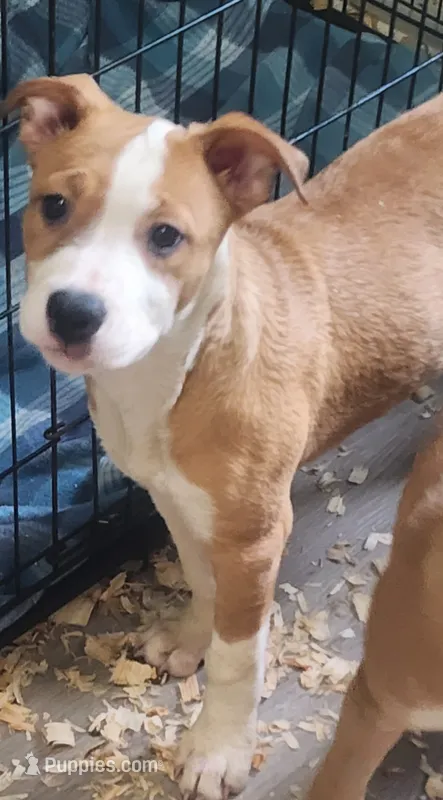 Sunshine – American Staffordshire Terrier, American Pit Bull Terrier puppy for sale in Riverdale, GA