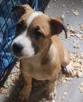 Brookie, a female American Staffordshire Terrier and American Pit Bull Terrier for sale in Riverdale, GA – 3 of 3