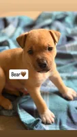 Bear, a male American Staffordshire Terrier and American Pit Bull Terrier for sale in Riverdale, GA – 4 of 4
