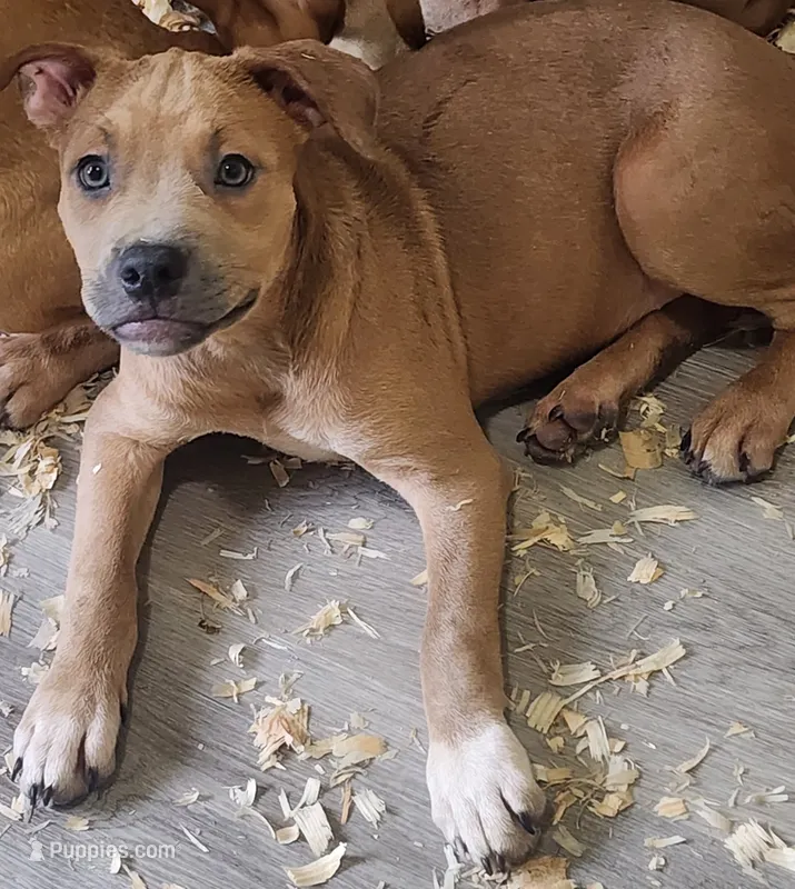 Twin – American Staffordshire Terrier, American Pit Bull Terrier puppy for sale in Riverdale, GA