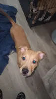 Bear, a male American Staffordshire Terrier and American Pit Bull Terrier for sale in Riverdale, GA – 2 of 4