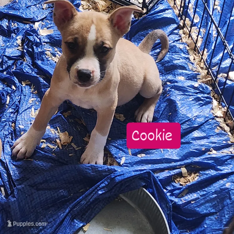 Cookie  – American Pit Bull Terrier puppy for sale in Riverdale, GA
