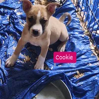 Cookie , a female American Pit Bull Terrier for sale in Riverdale, GA – 1 of 1