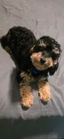 Bootsie, a female Poodle - Toy  for sale in Columbus, MS – Photo 2 of 2
