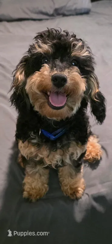 Bootsie – Poodle - Toy  puppy for sale in Columbus, MS