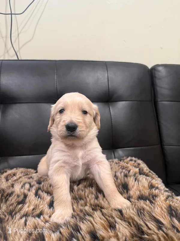 English Cream Golden Retriever  – English Cream Golden Retriever puppy for sale in Bayonne, NJ