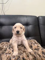 English Cream Golden Retriever , a male English Cream Golden Retriever for sale in Bayonne, NJ – 1 of 2