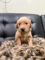 English Cream Golden Retriever , a male English Cream Golden Retriever for sale in Bayonne, NJ – 2 of 2
