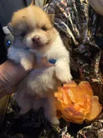 Yukon, a male Pomeranian for sale in Norman, OK – 3 of 3