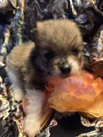 PreetyBoy , a male Pomeranian for sale in Norman, OK – 1 of 3