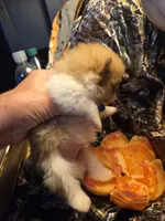 Yukon, a male Pomeranian for sale in Norman, OK – 2 of 3