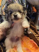 PreetyBoy , a male Pomeranian for sale in Norman, OK – 2 of 3