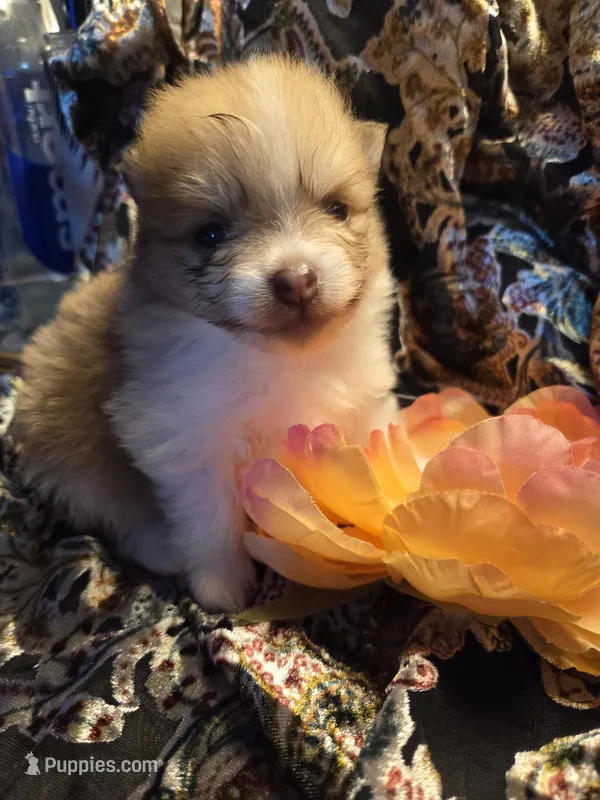 Yukon – Pomeranian puppy for sale in Norman, OK