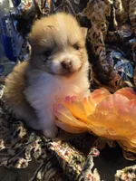 Yukon, a male Pomeranian for sale in Norman, OK – 1 of 3