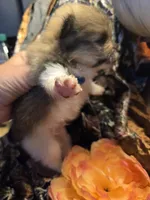 PreetyBoy , a male Pomeranian for sale in Norman, OK – 3 of 3