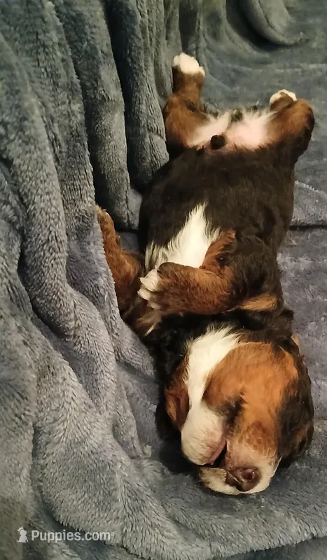 Bear – Bernedoodle puppy for sale in Escanaba, MI