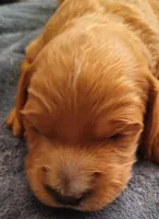 Lobo, a male Bernedoodle for sale in Escanaba, MI – Photo 1 of 2