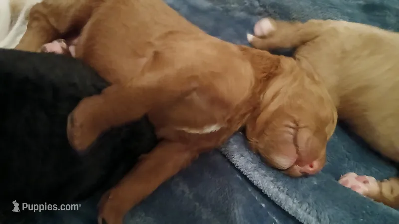 Luna – Bernedoodle puppy for sale in Escanaba, MI