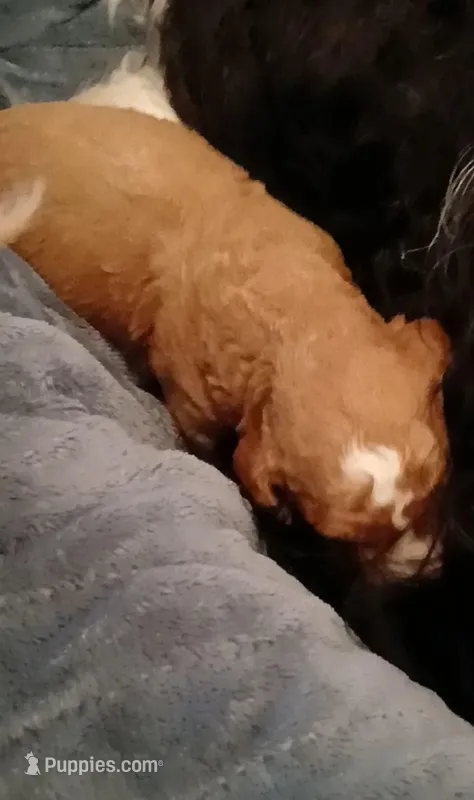 Luey – Bernedoodle puppy for sale in Escanaba, MI