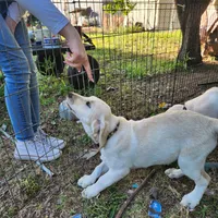 Green collar, a female Golden Retriever and Labrador Retriever for sale in Nickerson, KS – Photo 2 of 2